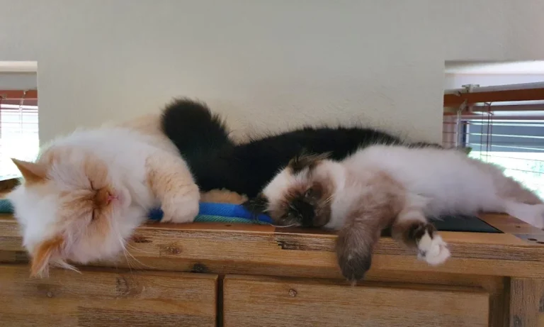 Tierärztin Svea Lucas