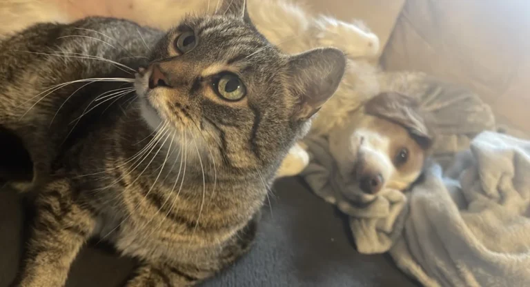 Tierärztliche Gem. Praxis Dres. Matburger