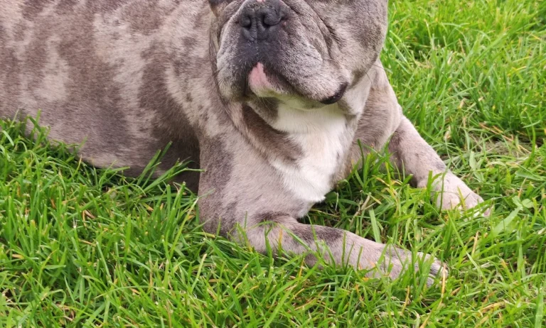 Tierärztliche Gem. Praxis Dres. Matburger