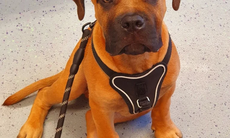 Tierärztliche Gem. Praxis Dres. Matburger