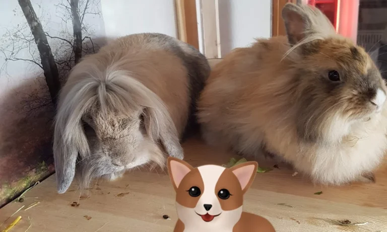 Tierärztliche Gemeinschaftspraxis MVDr. Marek Benetka & Claudia Brüning