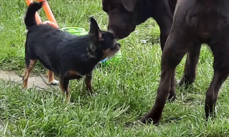 Tierärztliche Gemeinschaftspraxis Tierarzt Holm Schnelle & Fachtierärztin Simone Fuchs