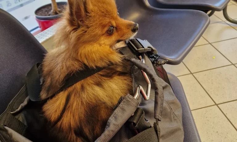 Tierärztliche Gemeinschaftspraxis Tierarzt Holm Schnelle & Fachtierärztin Simone Fuchs