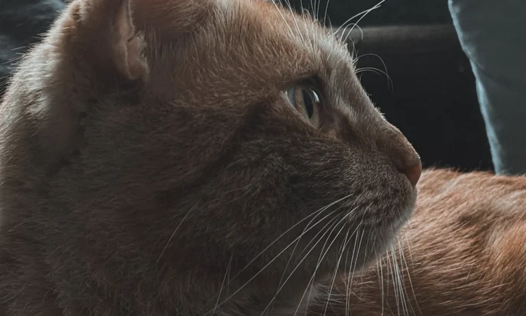 Tierärztliche Gemeinschaftspraxis Tierarzt Holm Schnelle & Fachtierärztin Simone Fuchs