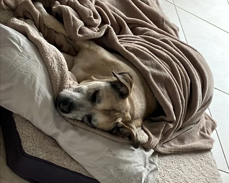 Tierärztliche Notfallambulanz