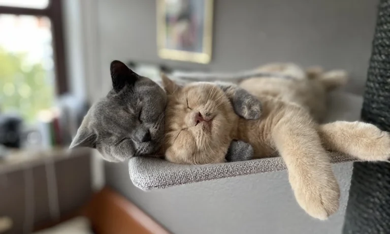 Tierärztliche Notfallambulanz