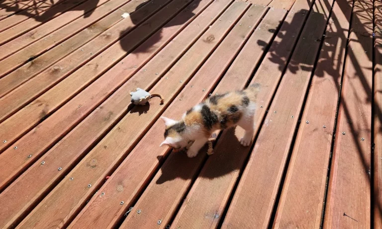 Tierärztliche Notfallambulanz