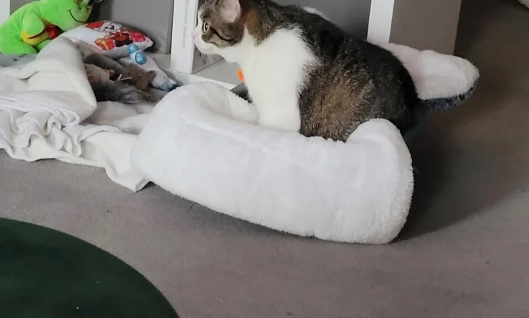 Tierärztliche Notfallambulanz