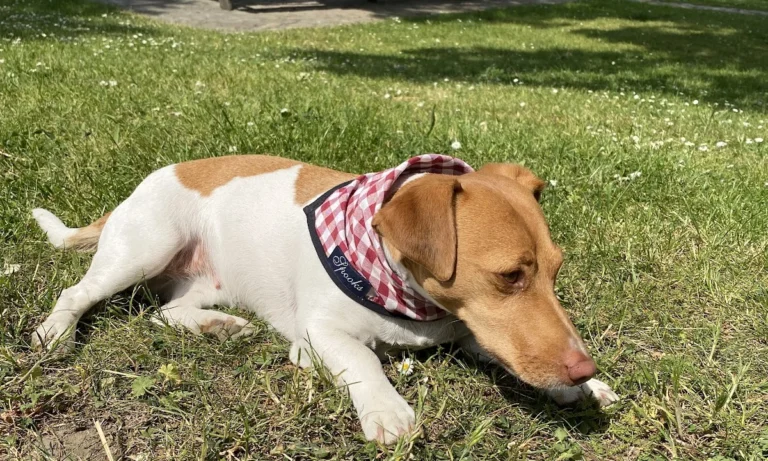 Tierärztliche Notfallambulanz