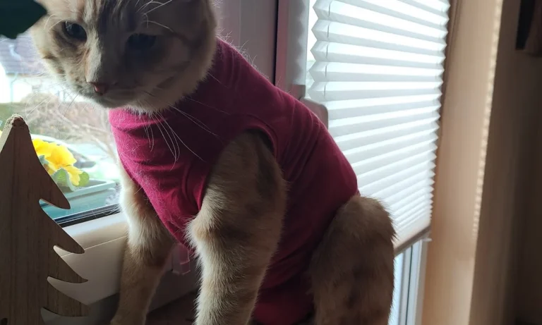 Tierärztliche Notfallambulanz