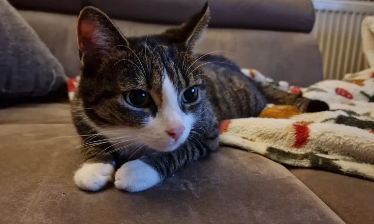 Tierärztliche Notfallambulanz