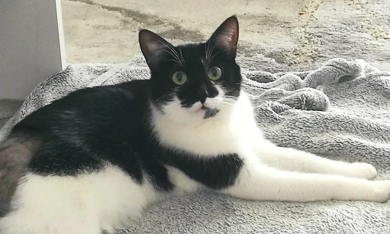 Tierärztliche Praxis Alkahf M.V.D. (syr) Mahmoud