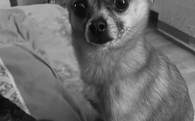 Tierärztliche Praxis Alkahf M.V.D. (syr) Mahmoud