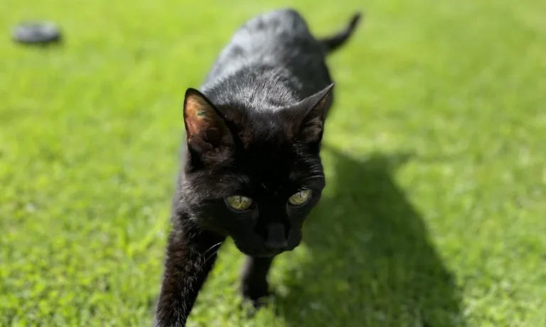 Tierärztliche Praxis Alkahf M.V.D. (syr) Mahmoud