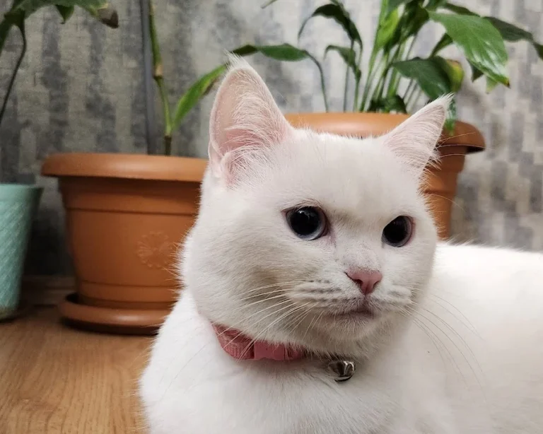 Tierärztliche Praxis Alkahf M.V.D. (syr) Mahmoud