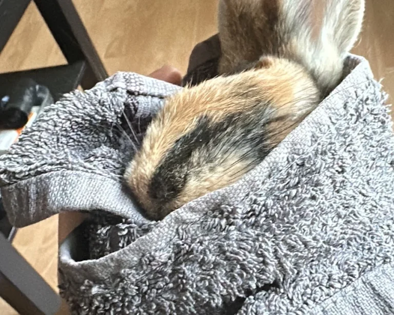 Tierärztliche Praxis Alkahf M.V.D. (syr) Mahmoud