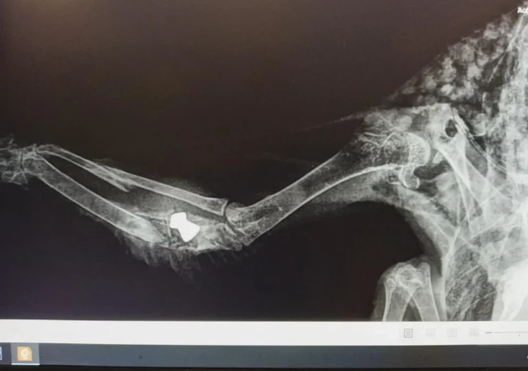 Tierärztliche Praxis am Harpener Hellweg Dres. Bern und von Praun