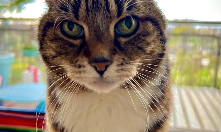 Tierärztliche Praxis am Harpener Hellweg Dres. Bern und von Praun