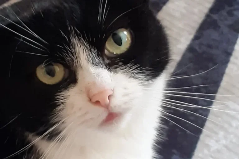 Tierärztliche Praxis am Harpener Hellweg Dres. Bern und von Praun