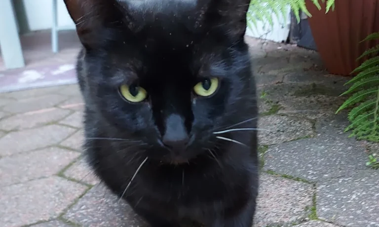 Tierärztliche Praxis am Harpener Hellweg Dres. Bern und von Praun