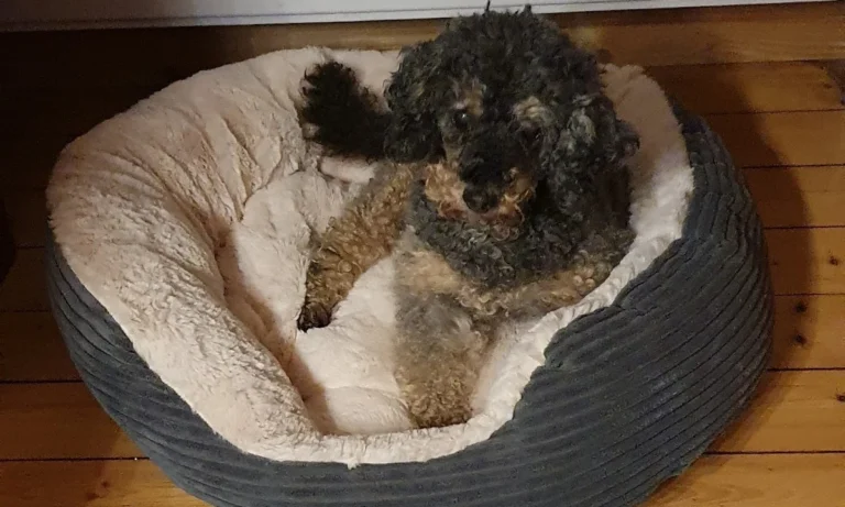 Tierärztliche Praxis am Harpener Hellweg Dres. Bern und von Praun