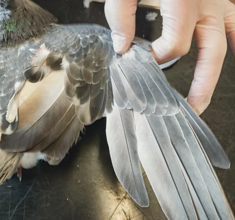 Tierärztliche Praxis am Harpener Hellweg Dres. Bern und von Praun