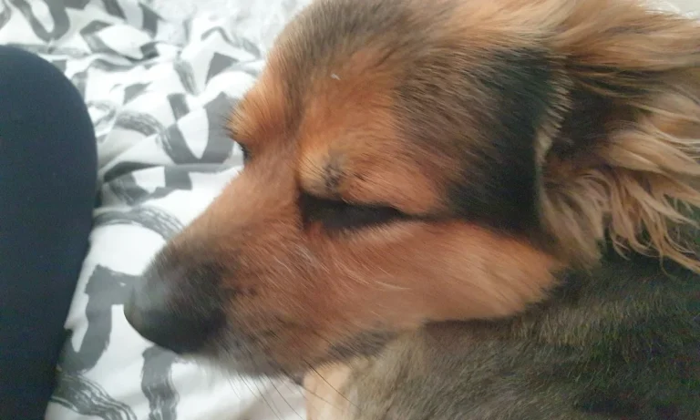 Tierärztliche Praxis am Harpener Hellweg Dres. Bern und von Praun