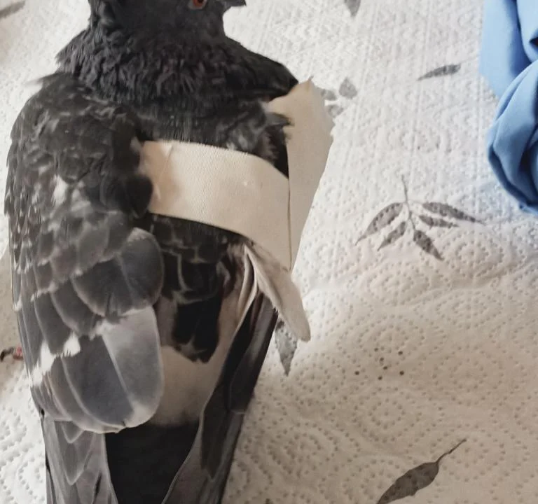 Tierärztliche Praxis am Harpener Hellweg Dres. Bern und von Praun