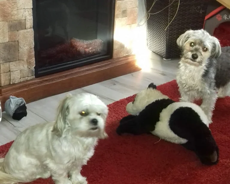 Tierärztliche Praxis am Harpener Hellweg Dres. Bern und von Praun