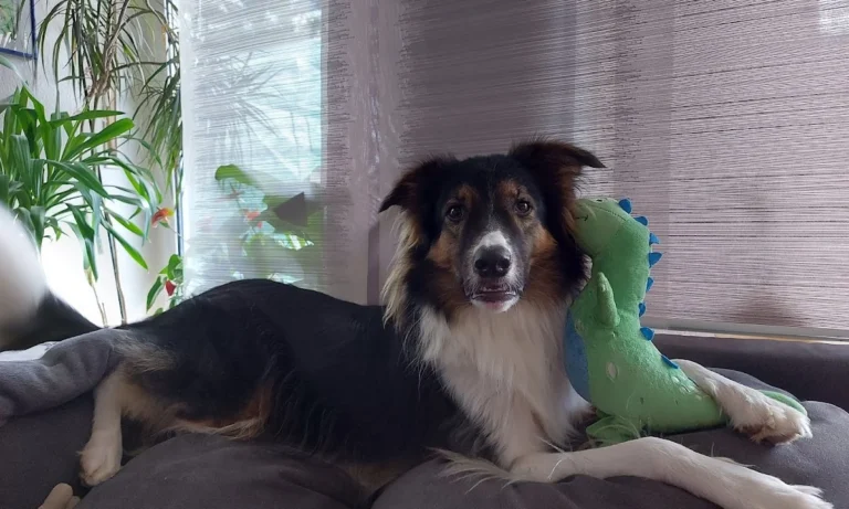 Tierärztliche Praxis am Römerlager Dr. Dr. Axel Holst & Max Holst GbR