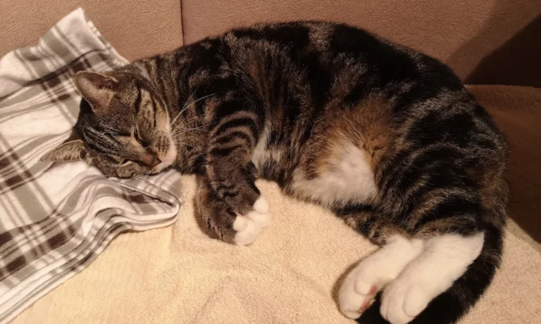 Tierärztliche Praxis am Römerlager Dr. Dr. Axel Holst & Max Holst GbR