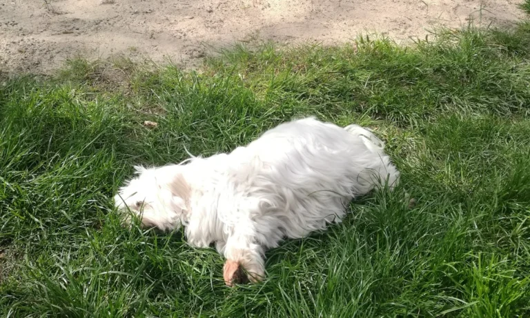 Tierärztliche Praxis am Römerlager Dr. Dr. Axel Holst & Max Holst GbR