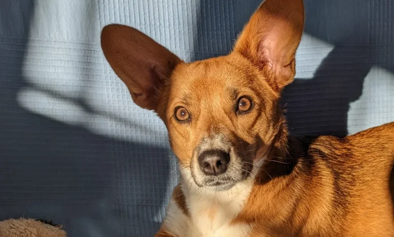 Tierärztliche Praxis am Römerlager Dr. Dr. Axel Holst & Max Holst GbR