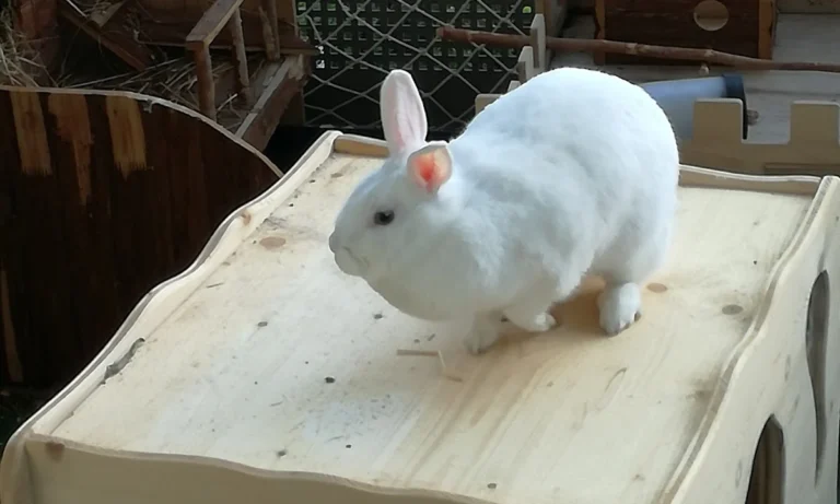 Tierärztliche Praxis am Römerlager Dr. Dr. Axel Holst & Max Holst GbR