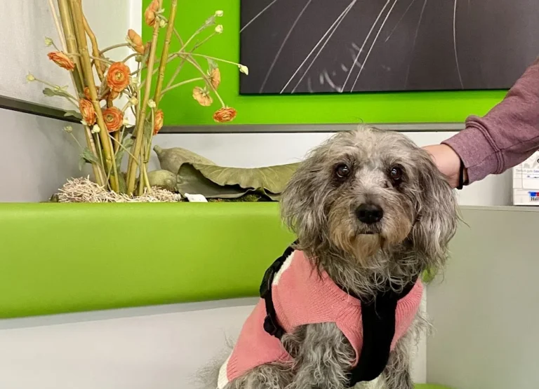 Tierärztliche Praxis am Römerlager Dr. Dr. Axel Holst & Max Holst GbR