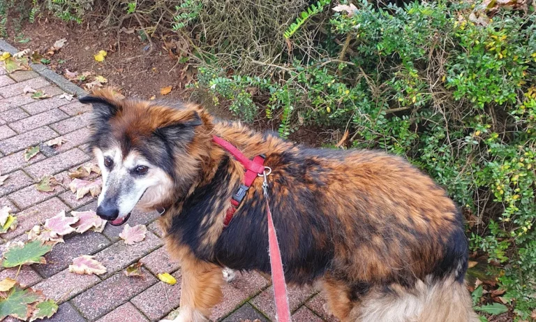 Tierärztliche Praxis am Römerlager Dr. Dr. Axel Holst & Max Holst GbR