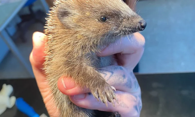 Tierärztliche Praxis Dr. Cornelia Kaschig