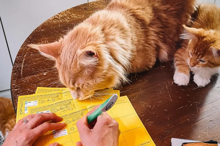 Tierärztliche Praxis Dr. Cornelia Kaschig