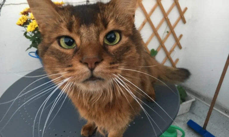 Tierärztliche Praxis Dr. Cornelia Kaschig