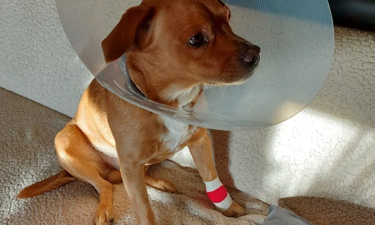 Tierärztliche Praxis Dr. Till Erben (keine Notfallpraxis)