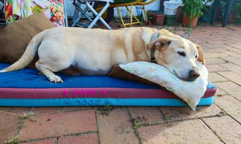 Tierärztliche Praxis Dr. Till Erben (keine Notfallpraxis)