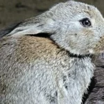 Tierärztliche Praxis für Klein- und Heimtiere, Ute Lipka