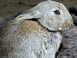 Tierärztliche Praxis für Klein- und Heimtiere, Ute Lipka