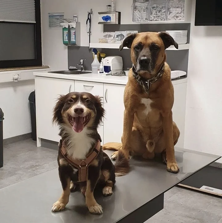 Tierärztliche Praxis für Klein- und Heimtiere, Ute Lipka