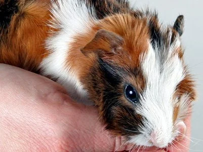 Tierärztliche Praxis für Klein- und Heimtiere, Ute Lipka