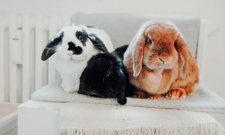 Tierärztliche Praxis für Klein- und Heimtiere, Ute Lipka