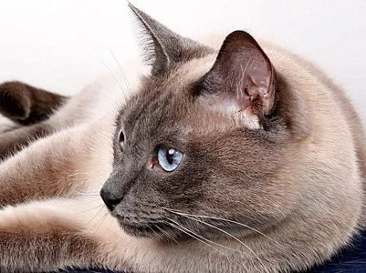 Tierärztliche Praxis für Klein- und Heimtiere, Ute Lipka