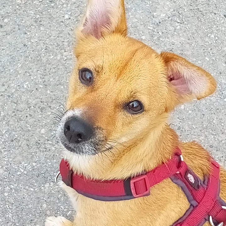 Tierärztliche Praxis für Klein- und Heimtiere, Ute Lipka