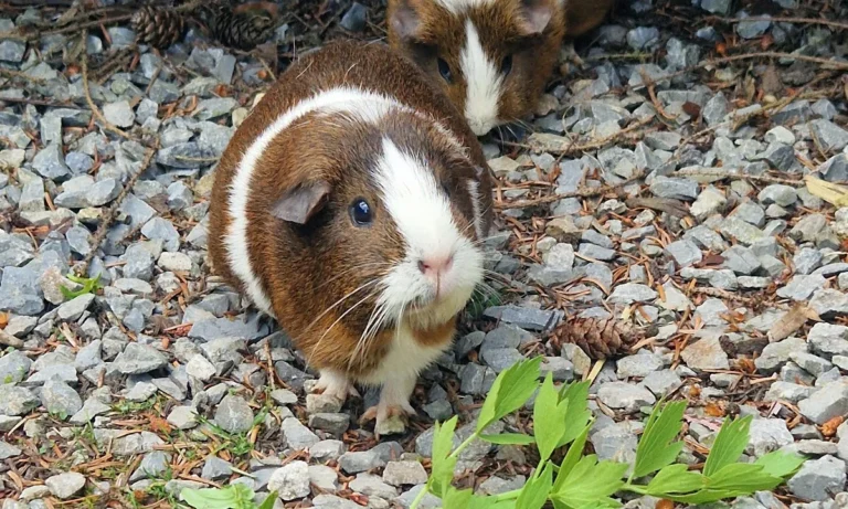 Tierärztliche Praxis für Klein- und Heimtiere, Ute Lipka
