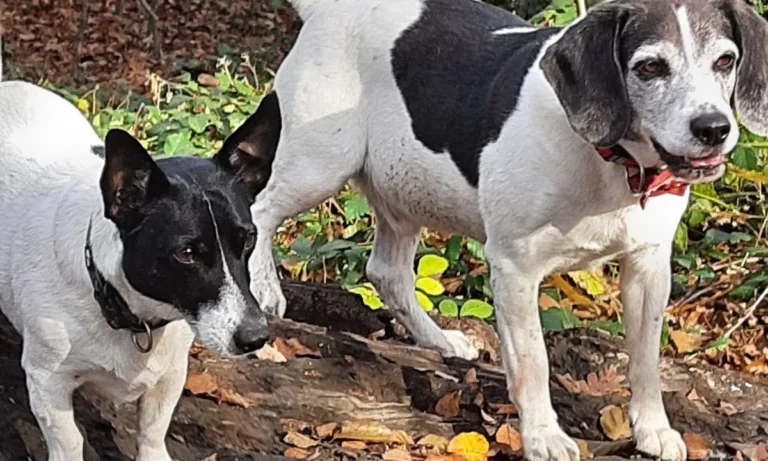 Tierärztliche Praxis für Klein- und Heimtiere, Ute Lipka